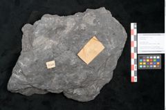 Foto (Objekt + Etikett) von Plantae indet.  (NHMW-GEO-2024-0188-11541)